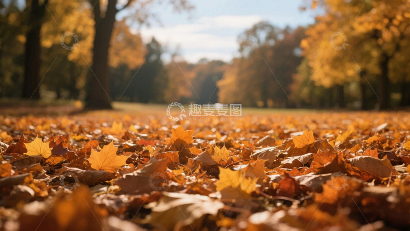 高清大图下载【趣麦麦图】秋天的落叶与阳光04