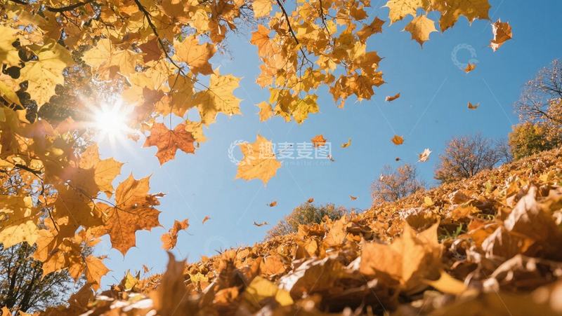 秋天的落叶与阳光05