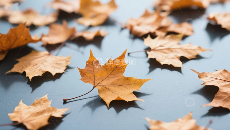 高清大图下载【趣麦麦图】秋天的落叶与阳光02