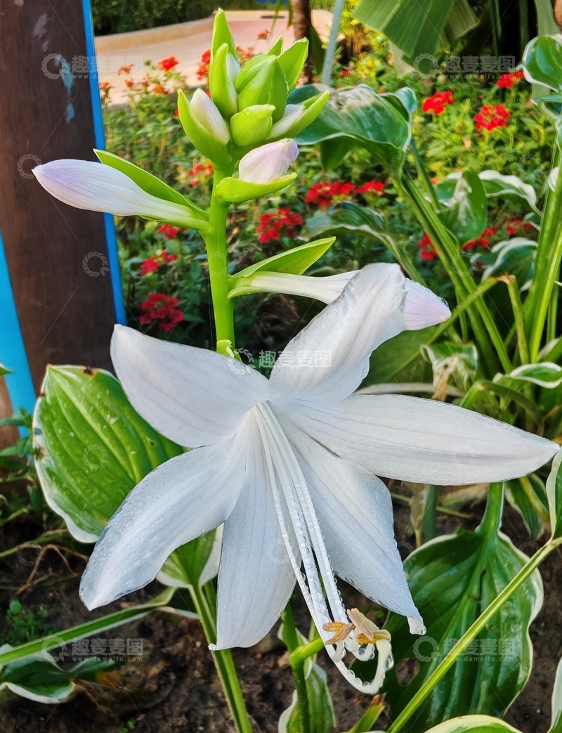 高清大图下载【趣麦麦图】洁白的玉㬱花