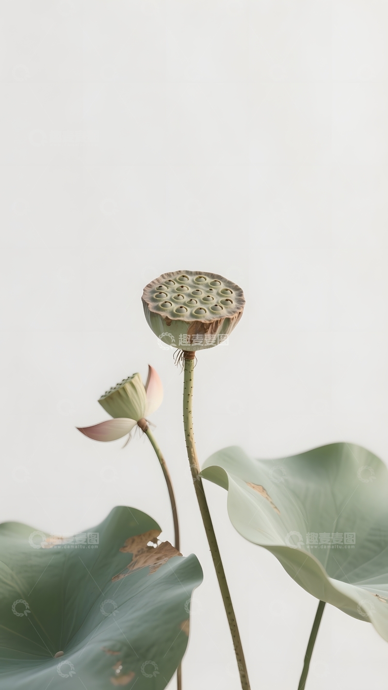 处暑荷叶莲蓬摄影3