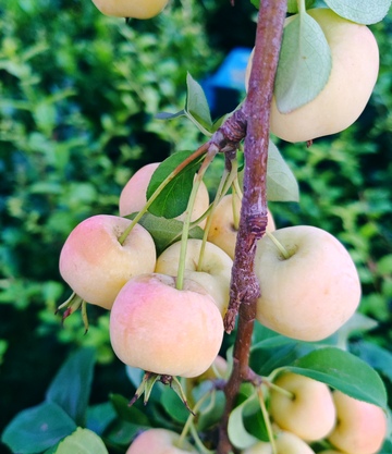 挂满枝头的海棠果2