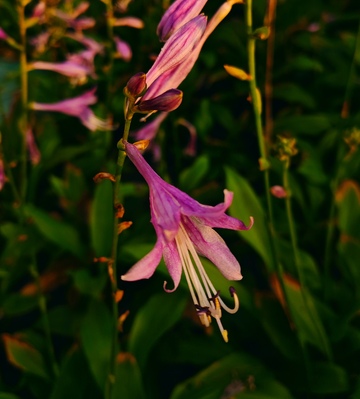 紫色的玉簪花之1