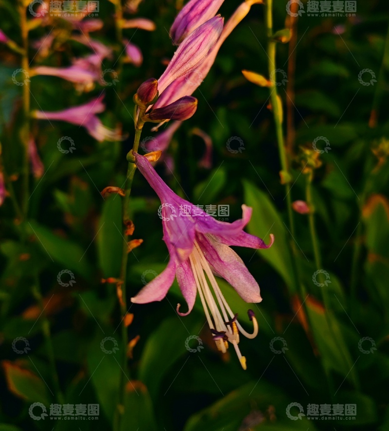 紫色的玉簪花之1