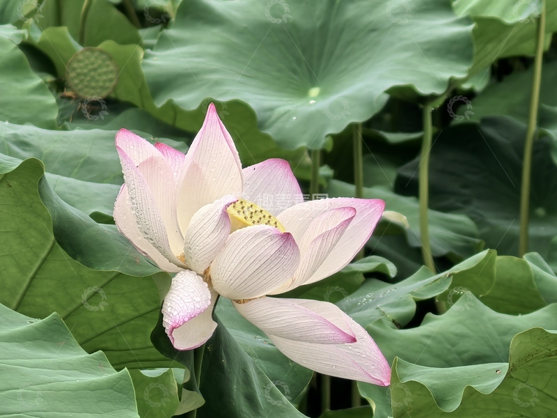 高清大图下载【趣麦麦图】-夏日荷花,荷花,莲蓬,荷叶