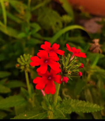 公园里的小红花1