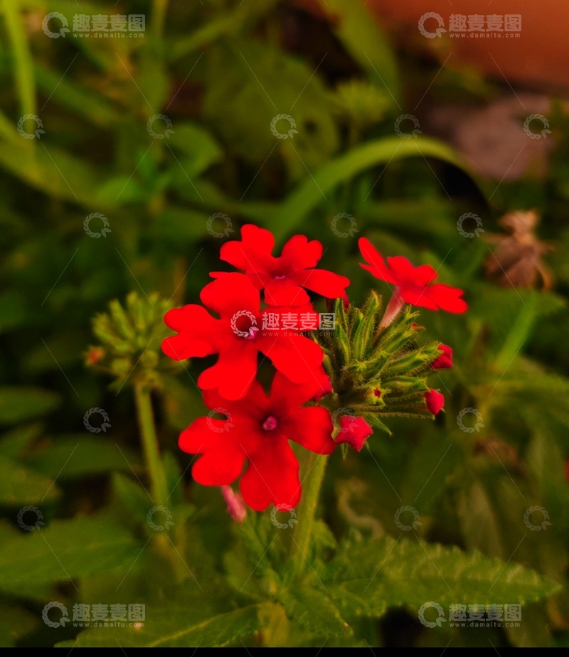 高清大图下载【趣麦麦图】公园里的小红花1