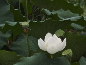 夏日荷花,荷花,白色荷花2