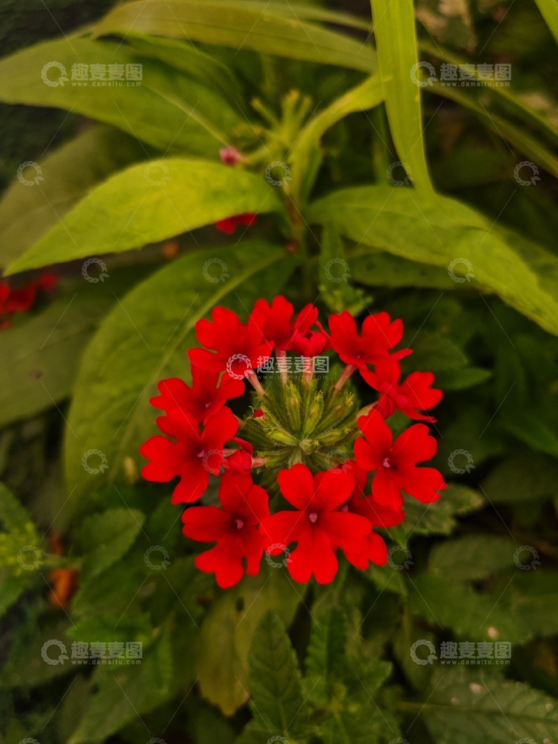 高清大图下载【趣麦麦图】公园里的小花