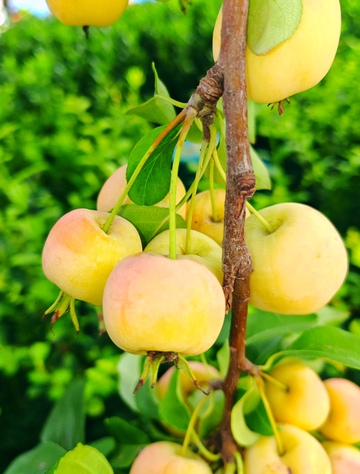 挂满枝头的海棠果1