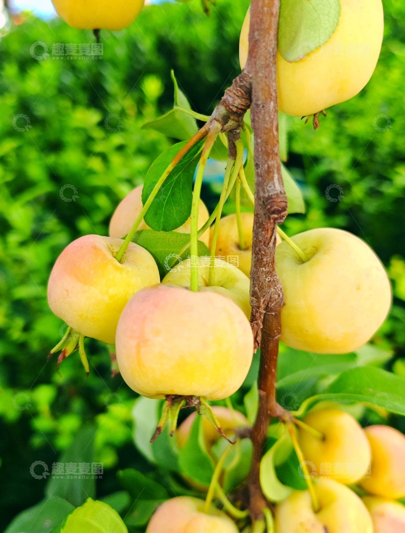 高清大图下载【趣麦麦图】挂满枝头的海棠果1