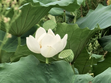 夏日荷花,荷花,白色荷花3