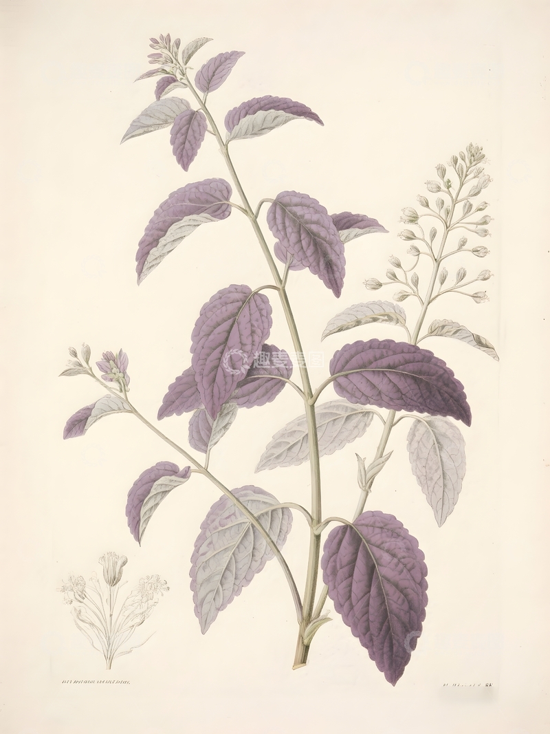高清大图下载【趣麦麦图】紫苏植物手绘插画