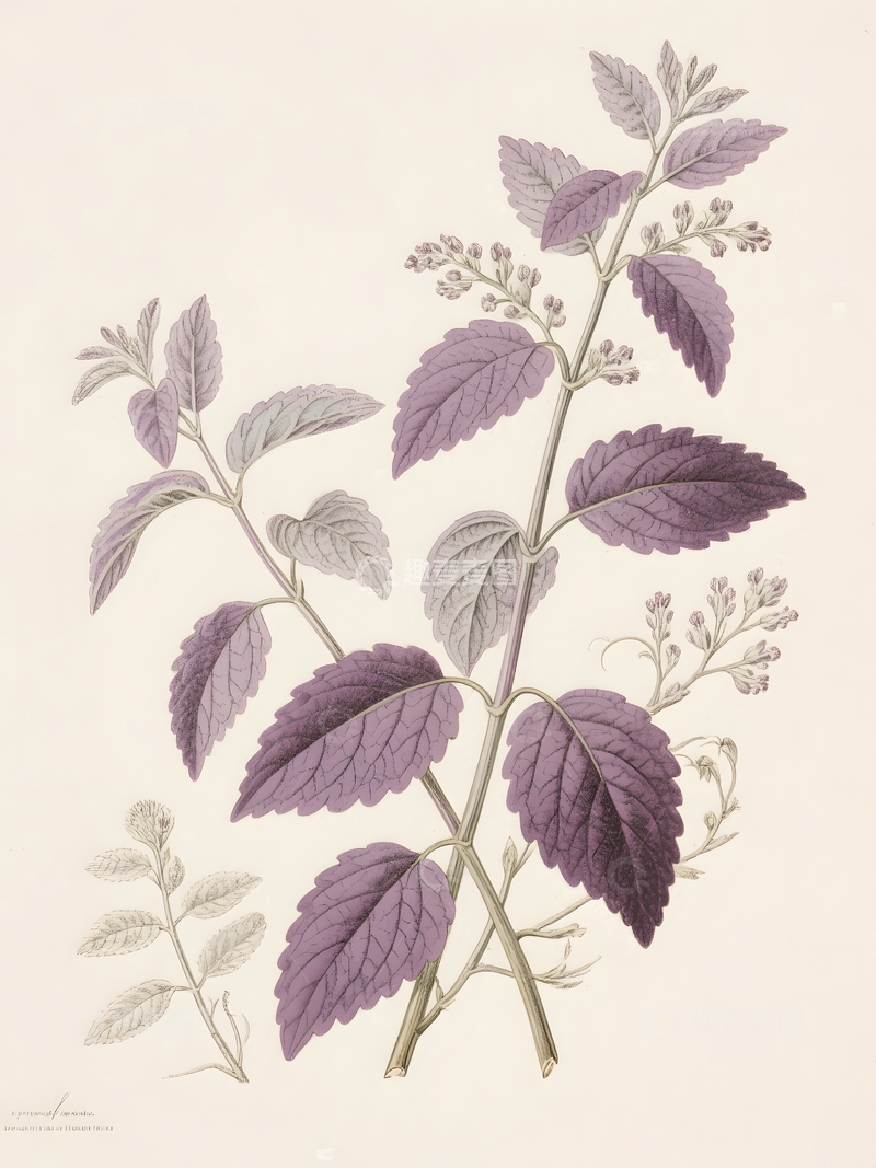 高清大图下载【趣麦麦图】紫苏植物手绘插画2