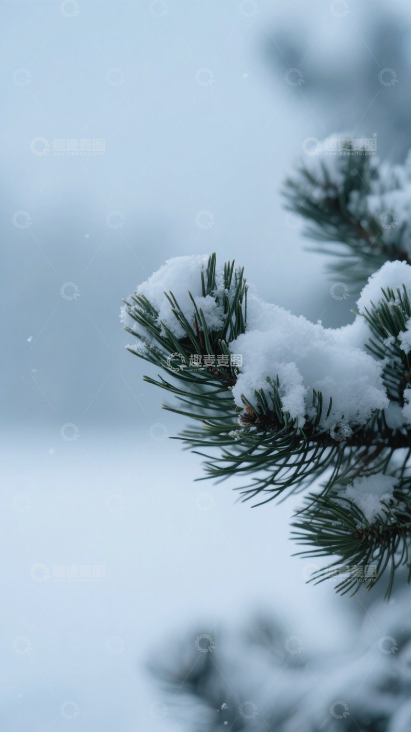 高清大图下载【趣麦麦图】松枝覆积雪冬日纯净素雅1