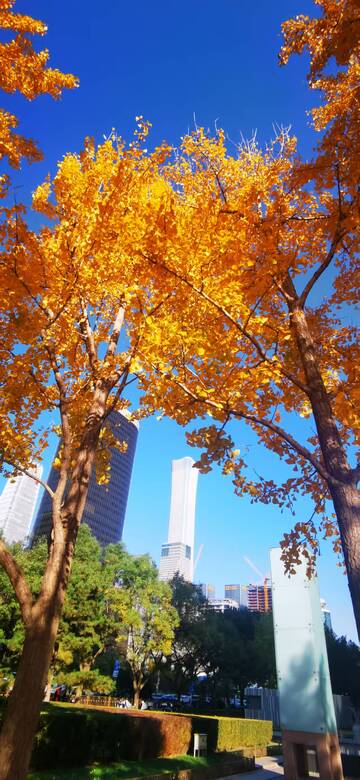 北平之秋一银杏