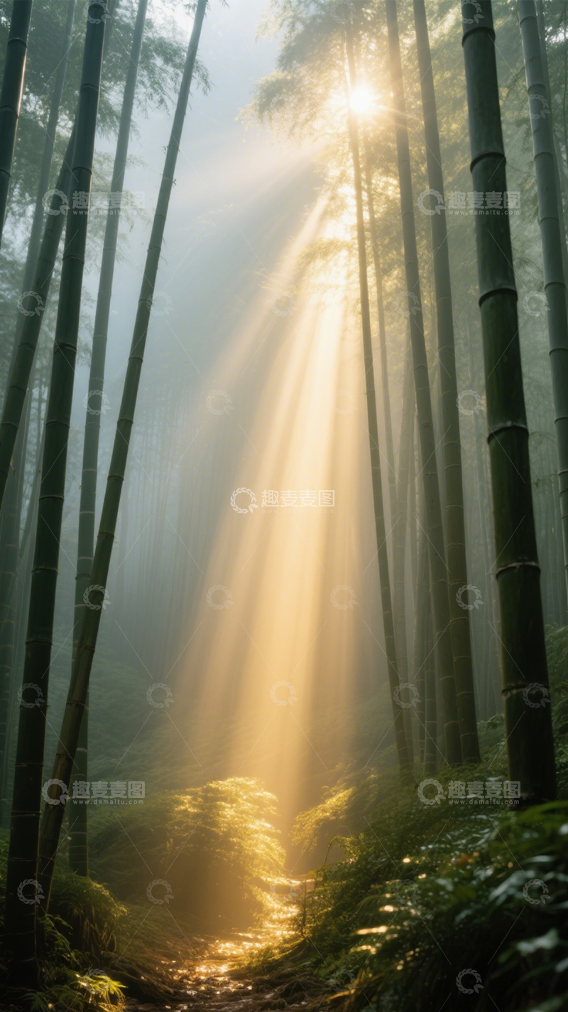高清大图下载【趣麦麦图】雾气竹林透阳光2