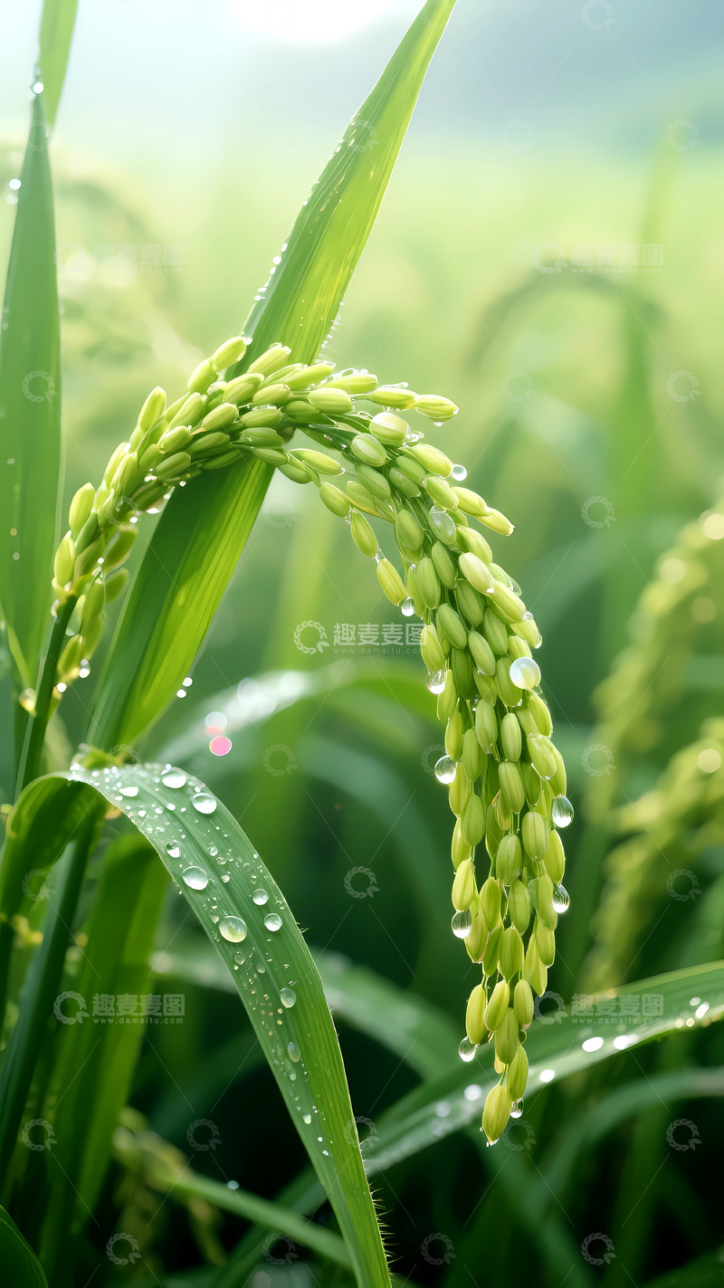 高清大图下载【趣麦麦图】田园生机：晨露稻穗农业摄影图