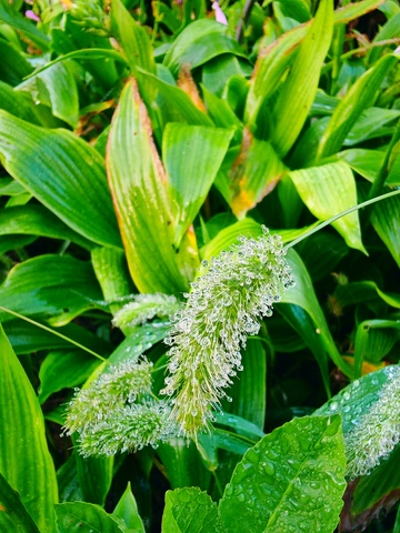 带露珠的狗尾巴草