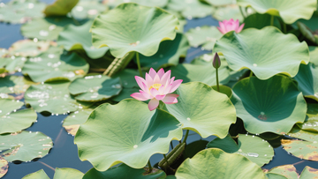 夏季荷花荷叶池塘花卉摄影图