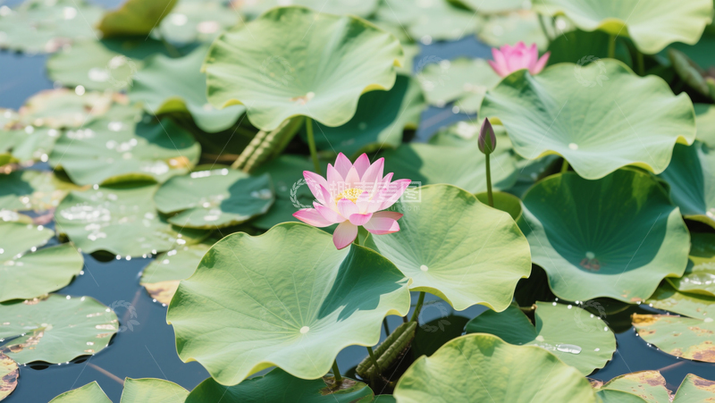 高清大图下载【趣麦麦图】夏季荷花荷叶池塘花卉摄影图