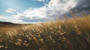 草原  草泽  碧原 