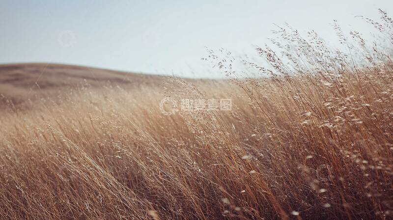 草原  草坡 碧原 