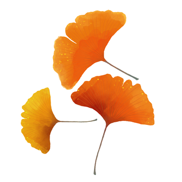 秋分节气银杏叶树叶叶子秋叶