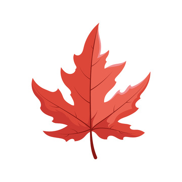 秋分节气树叶叶子枫叶梧桐叶