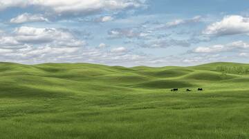 草原  绿野  芳甸 