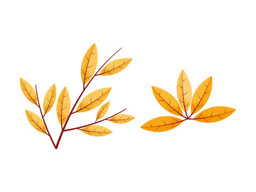 秋分节气树叶叶子枯叶秋叶树枝