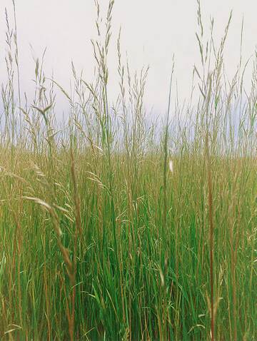 草原  绿野  草甸 