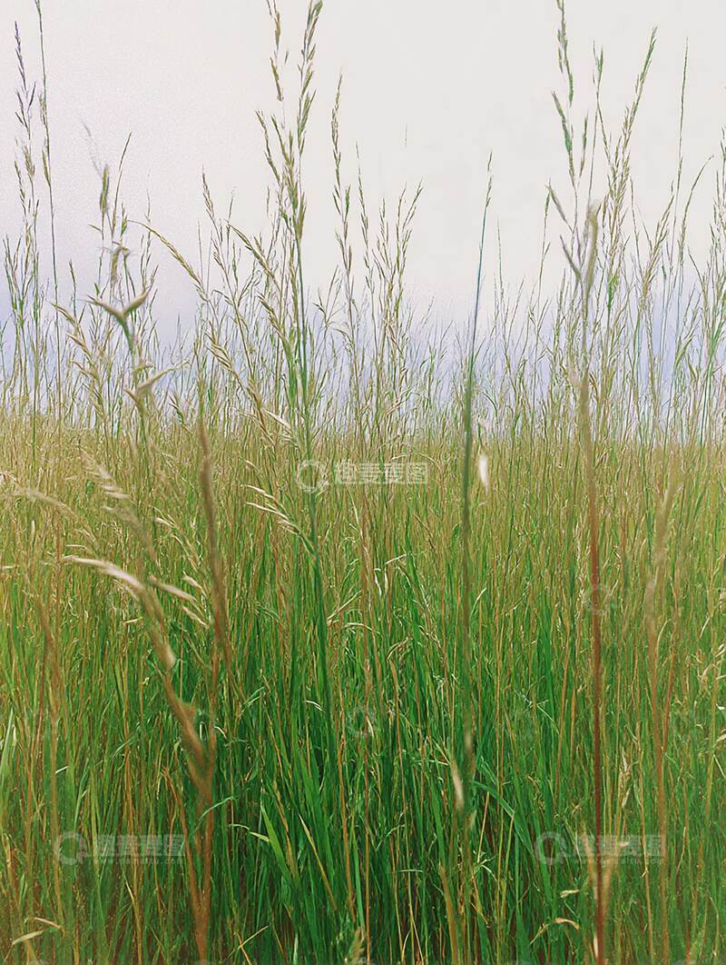 草原  绿野  草甸 