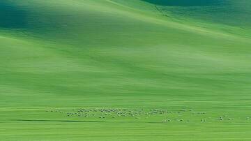 草原  绿野  草坡