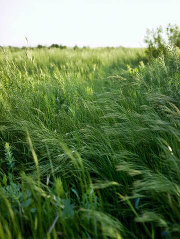 草原  草场  蓊郁  