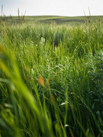 草原  草场  丰茂  