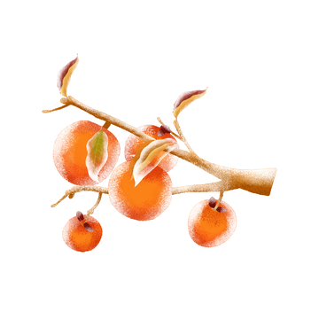 秋分节气柿子水果果实树叶树枝