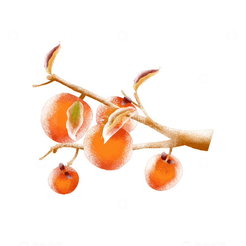 源文件下载【趣麦麦图】秋分节气柿子水果果实树叶树枝