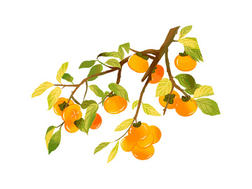 秋分节气水果柿子果实树叶树枝