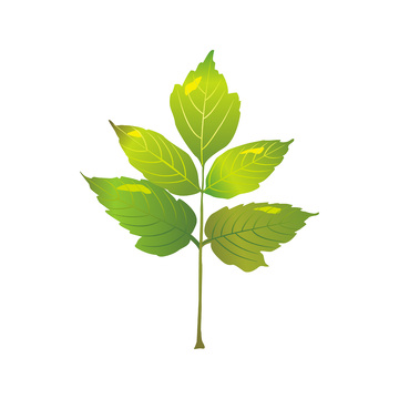 彩绘卡通绿叶树叶叶子枝叶叶片