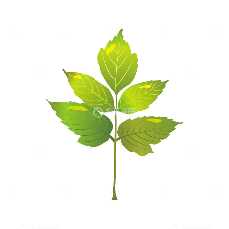 彩绘卡通绿叶树叶叶子枝叶叶片