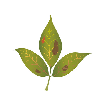 彩绘卡通树叶绿叶叶子枯叶叶片