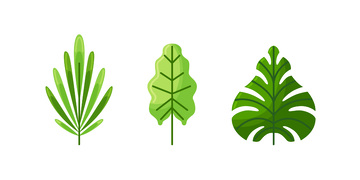 彩绘卡通绿叶树叶叶子叶片标本