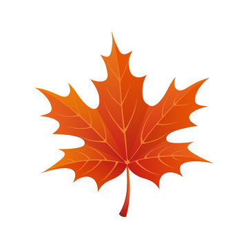 秋分节气梧桐叶枫叶秋叶树叶落叶叶子