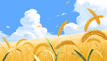 秋天成熟的稻子