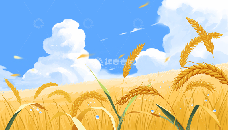 秋天成熟的稻子