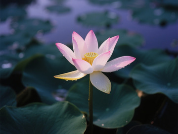 夏日阴天池塘荷花盛开