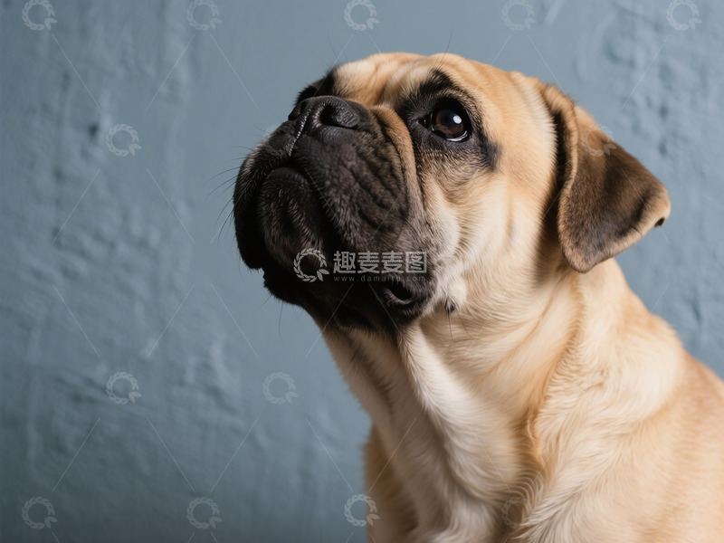 高清大图下载【趣麦麦图】可爱斗牛犬宠物狗摄影