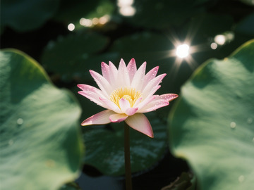 夏日池塘盛开的粉色荷花