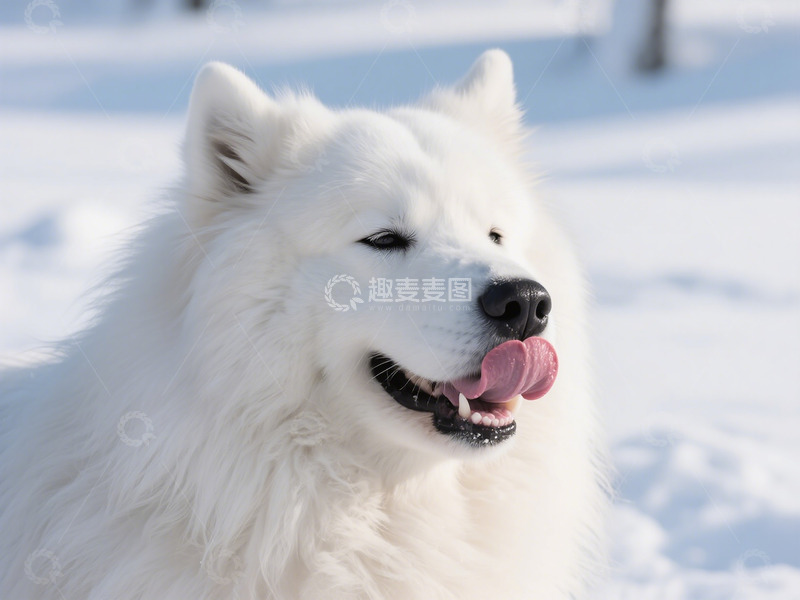 高清大图下载【趣麦麦图】可爱雪天萨摩耶宠物狗摄影